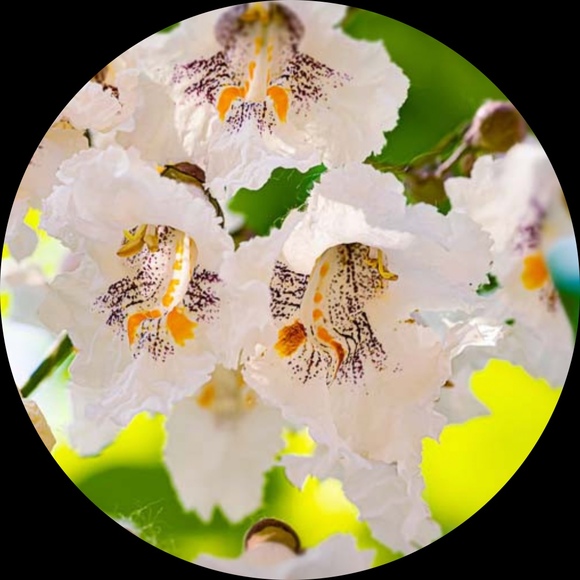 catalpa_closet